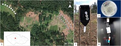 Ophiostomatoid fungi synergize attraction of the Eurasian spruce bark beetle, Ips typographus to its aggregation pheromone in field traps